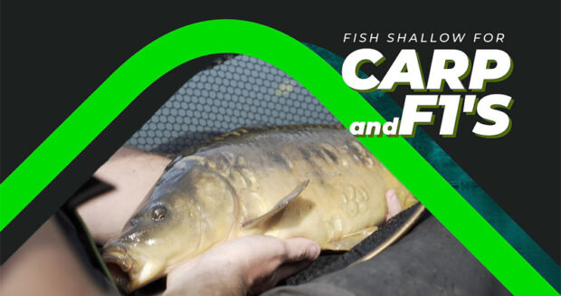 fishing shallow for carp and f1’s