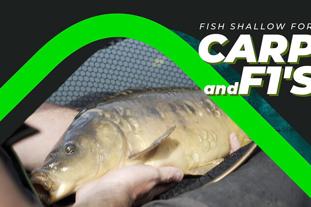 fishing shallow for carp and f1’s