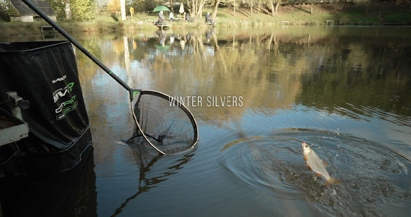winter silvers
