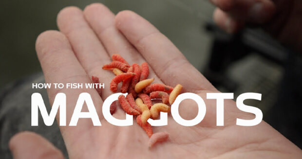 how to fish with maggots