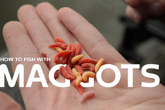 how to fish with maggots